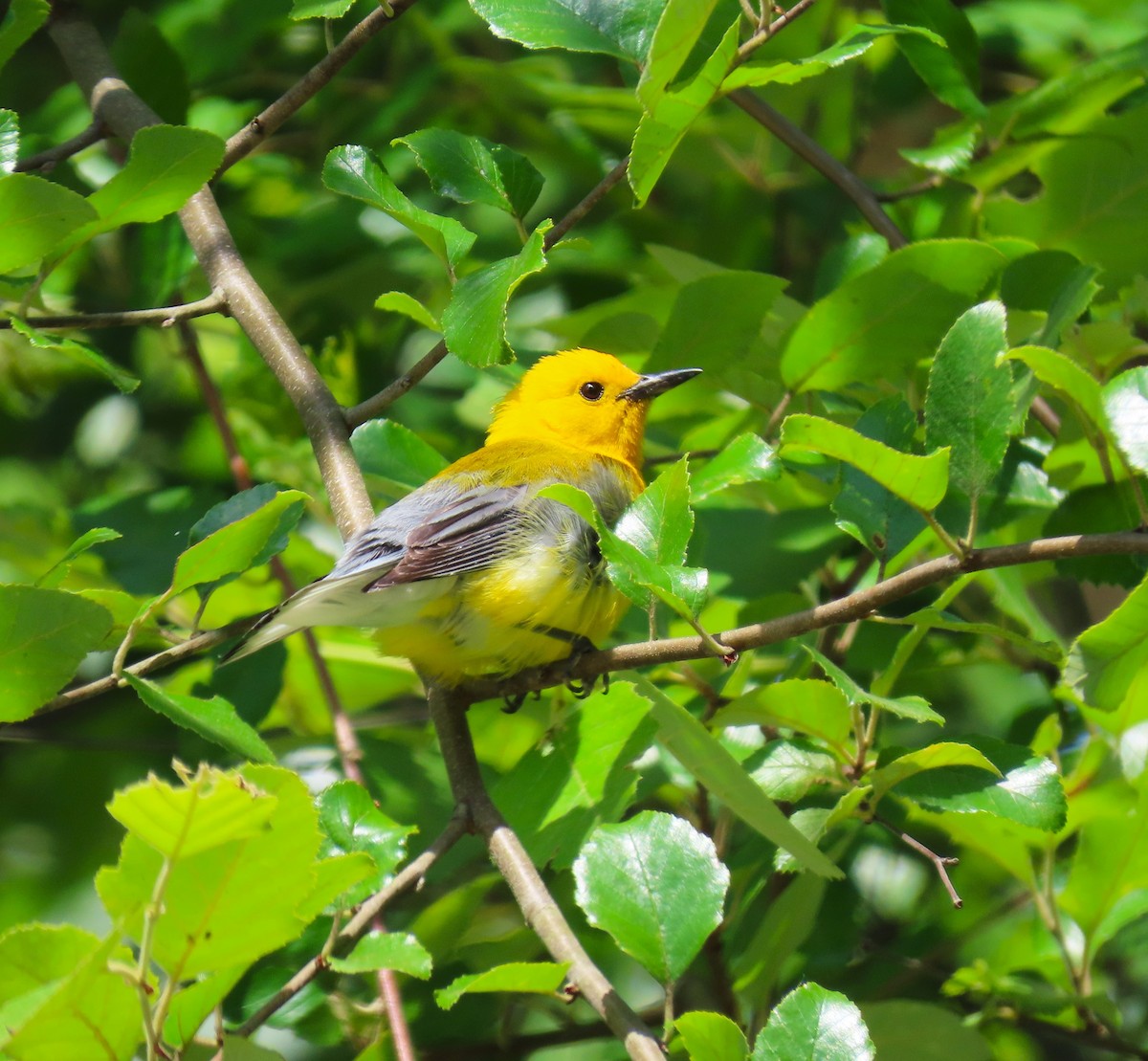 Prothonotary Warbler - ML620083078