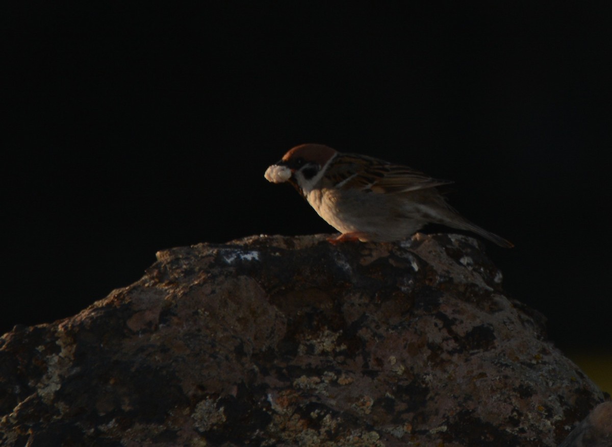 Eurasian Tree Sparrow - ML620083084