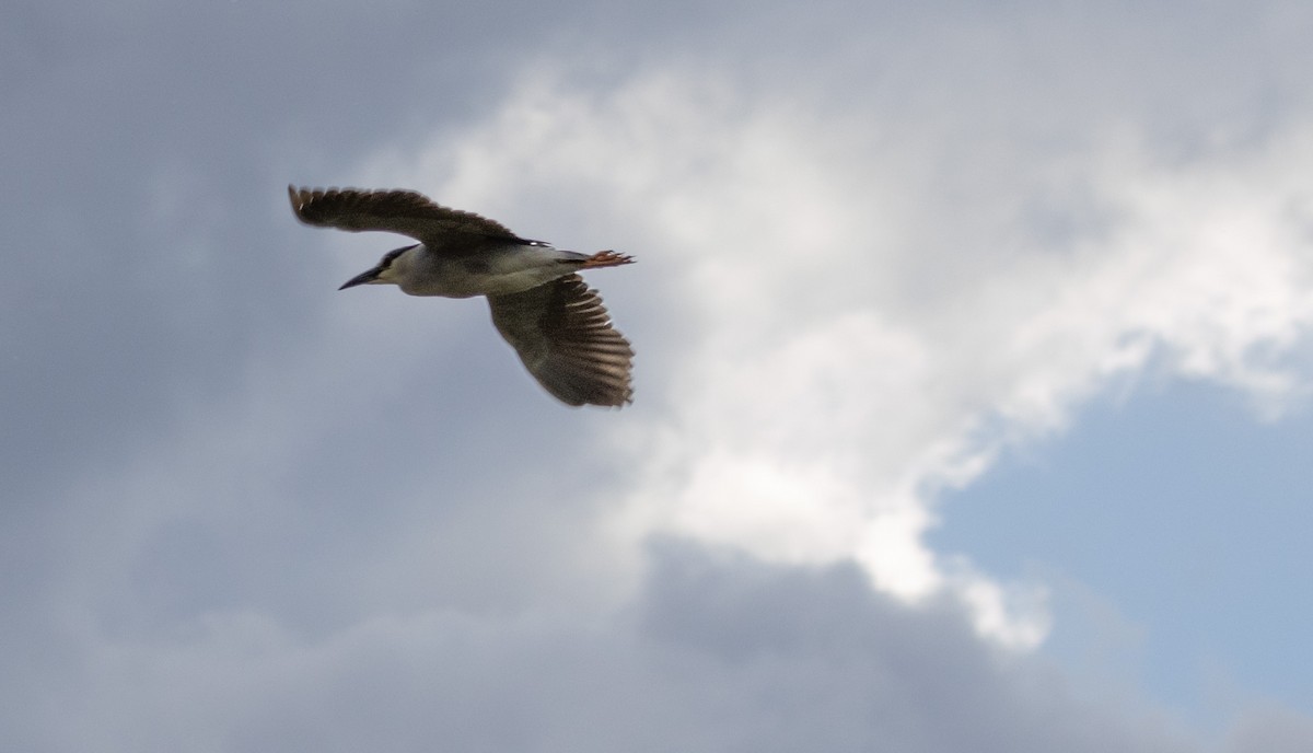 Black-crowned Night Heron - ML620083101