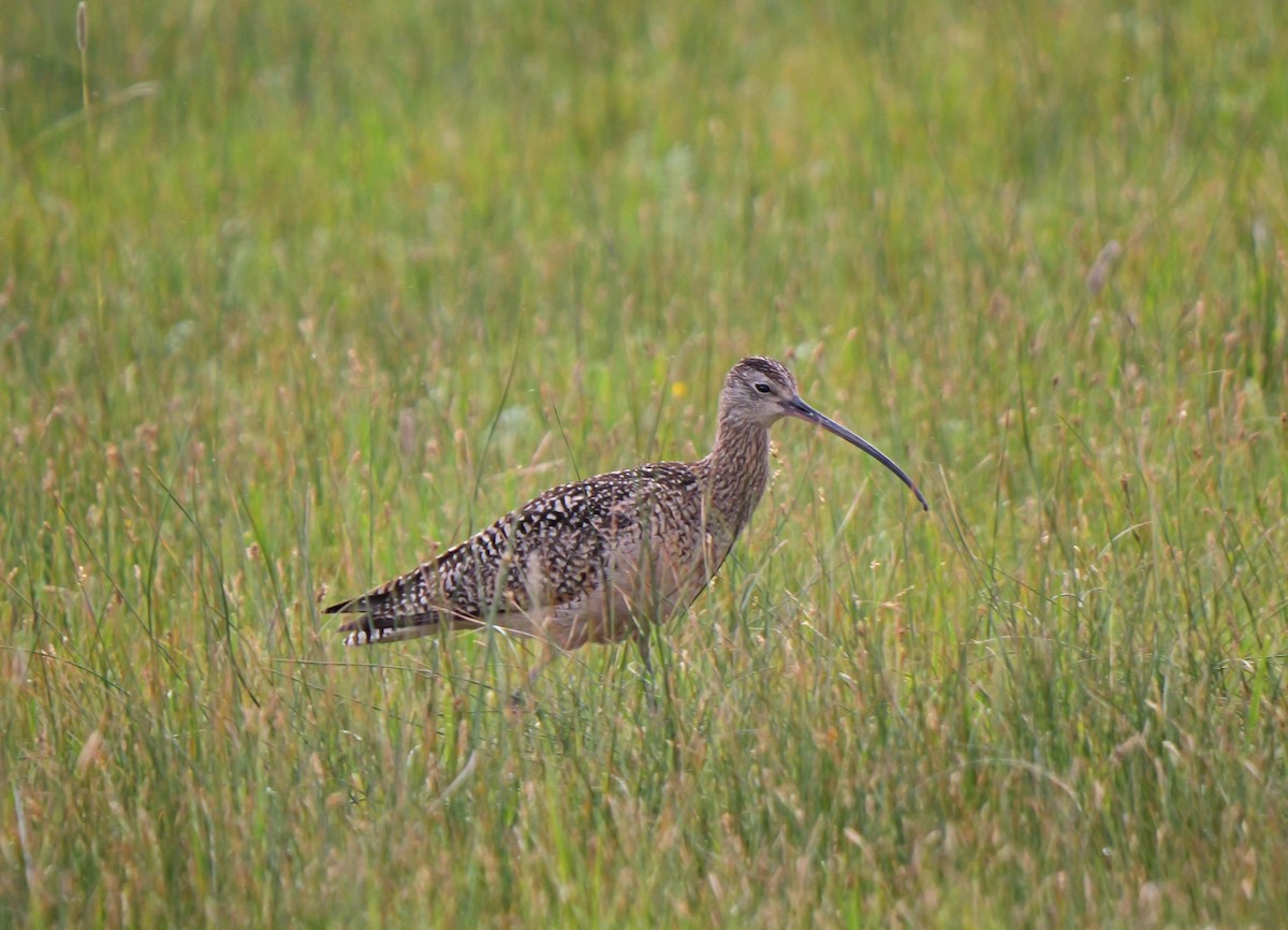 Long-billed Curlew - ML620083121