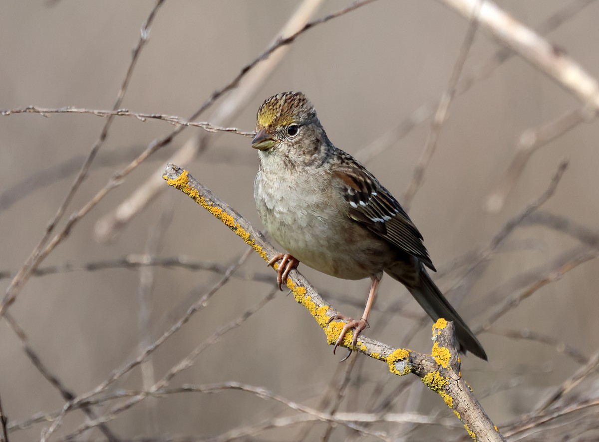 Golden-crowned Sparrow - ML620083122