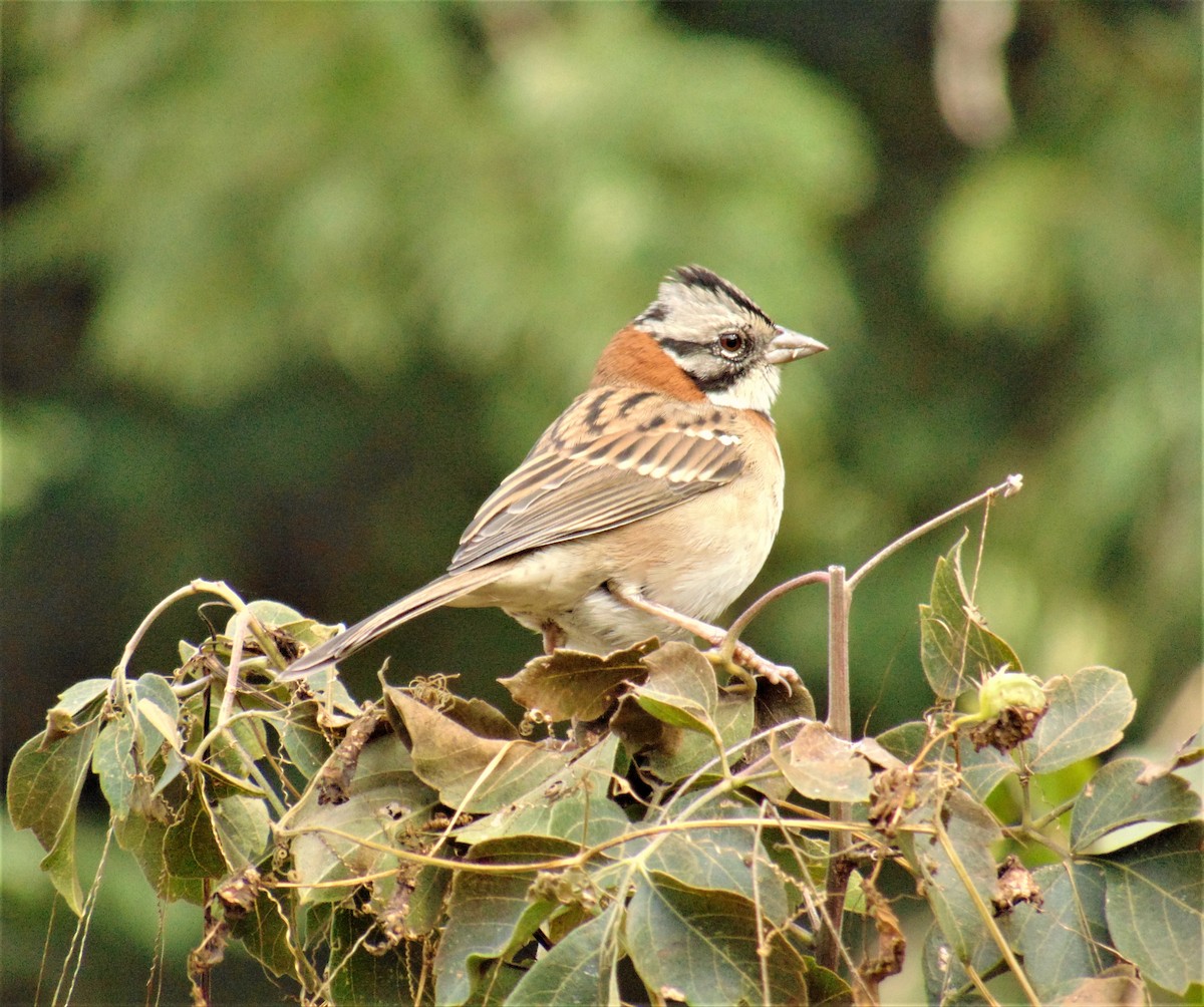 Rufous-collared Sparrow - ML620083127