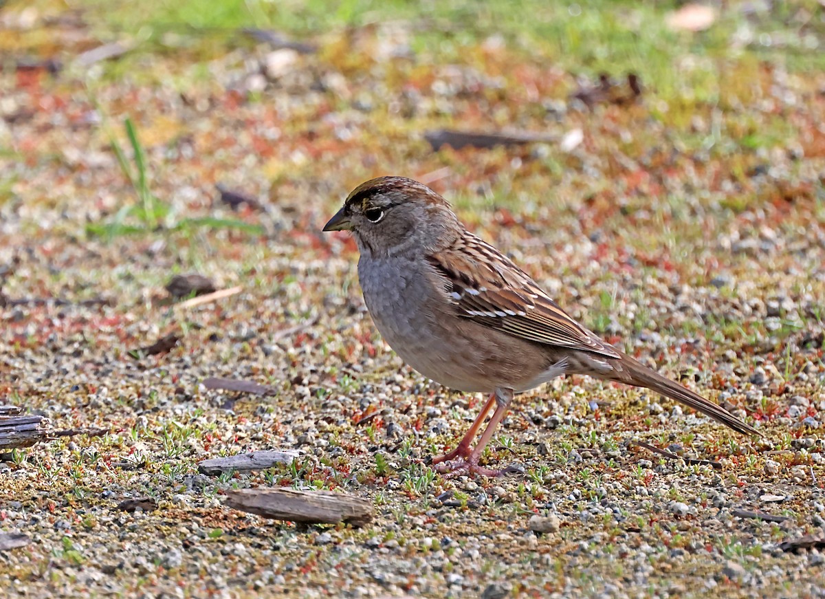 Golden-crowned Sparrow - ML620083132