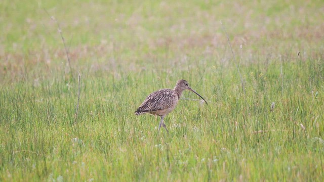 Long-billed Curlew - ML620083134