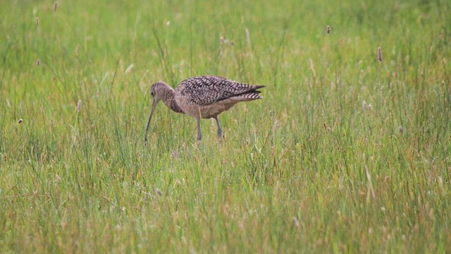 Long-billed Curlew - ML620083137