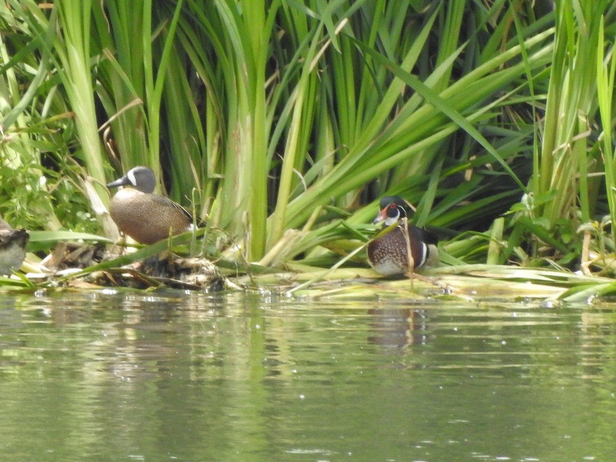 Blue-winged Teal - ML620083150