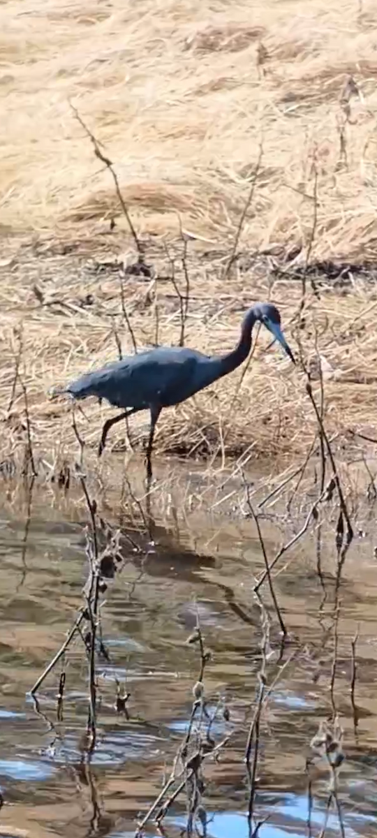 Little Blue Heron - ML620083168