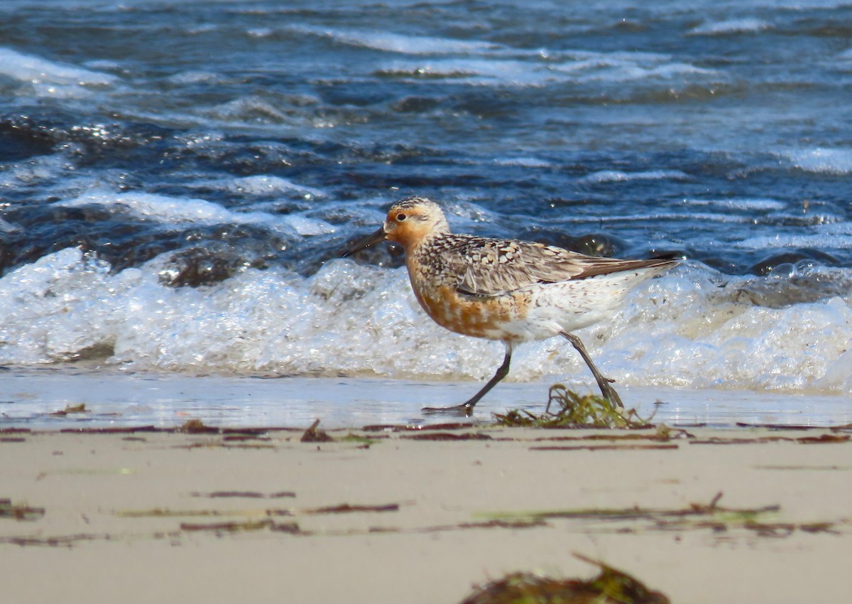 Red Knot - ML620083175