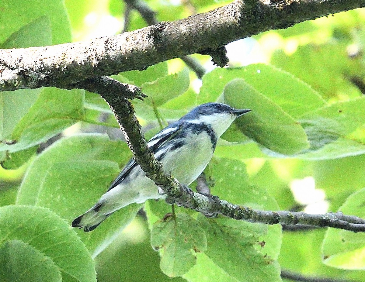 Cerulean Warbler - ML620083201