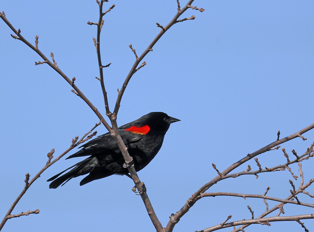 Red-winged Blackbird - ML620083206