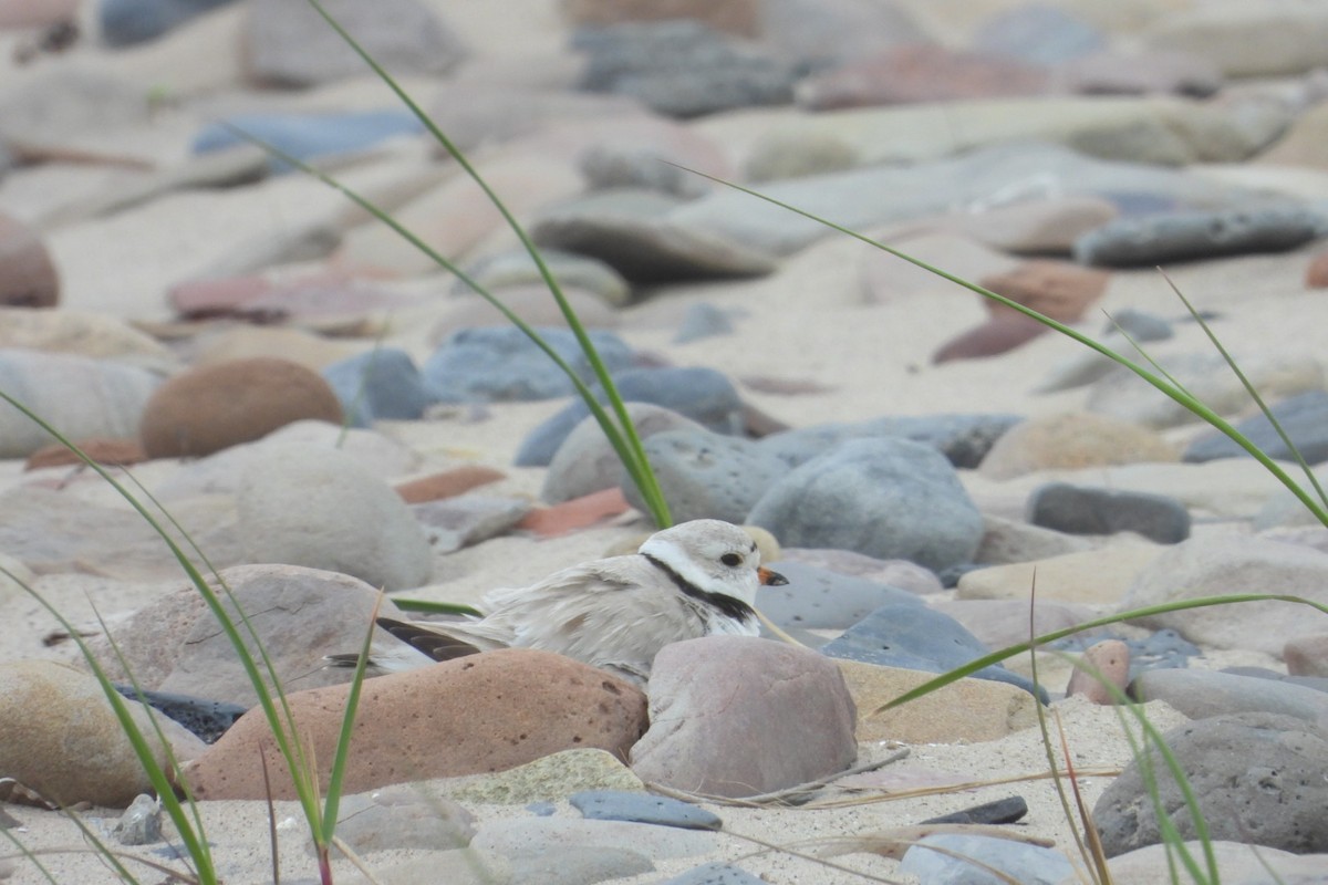 Piping Plover - ML620083213