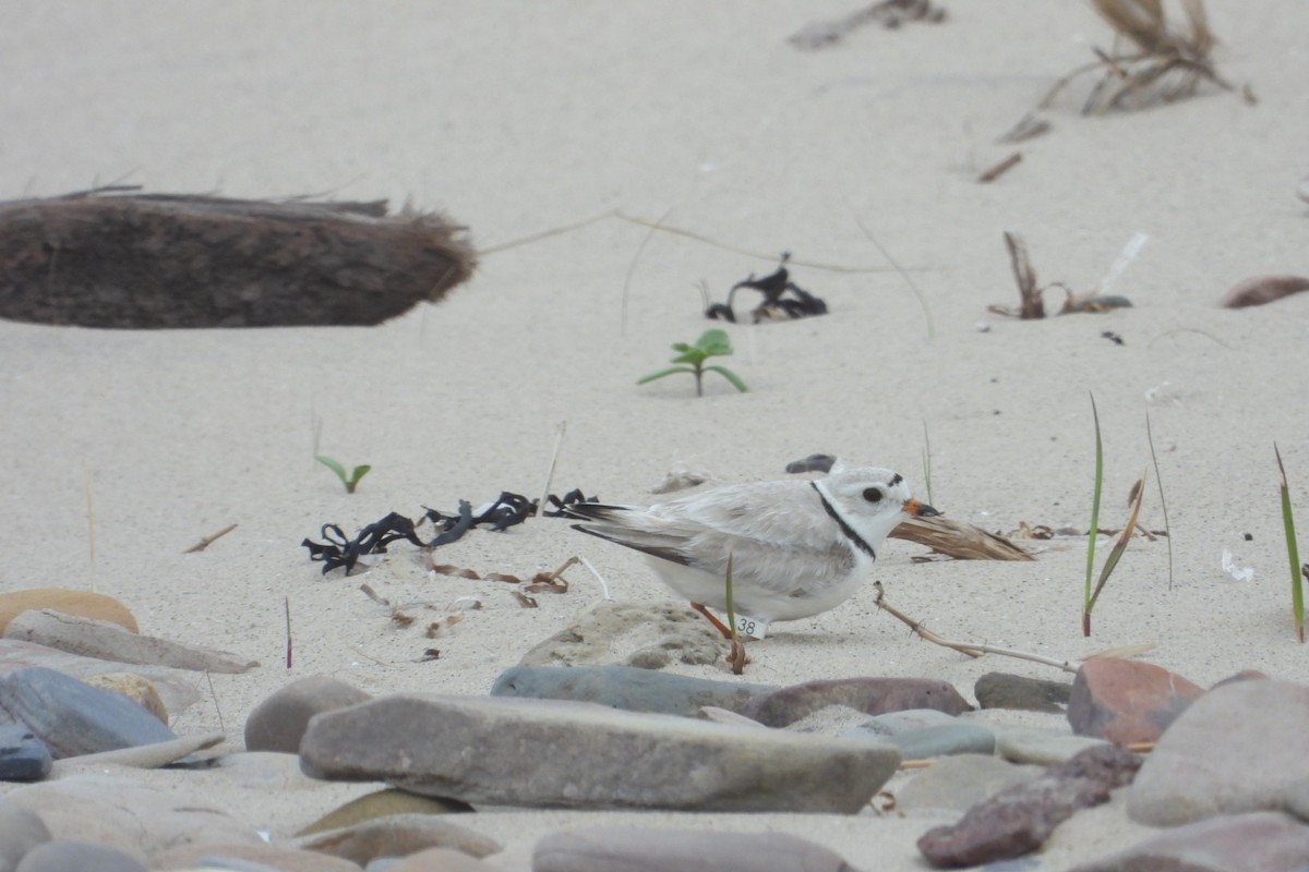 Piping Plover - ML620083214