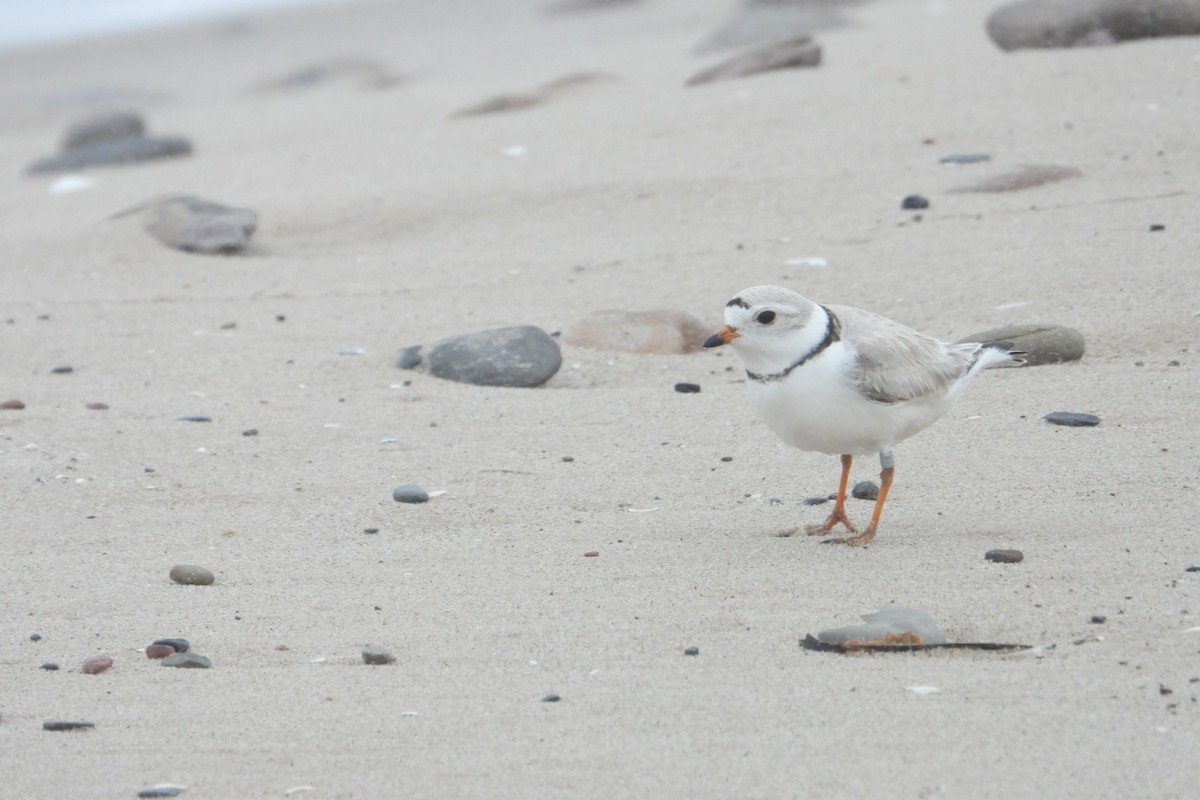 Piping Plover - ML620083215
