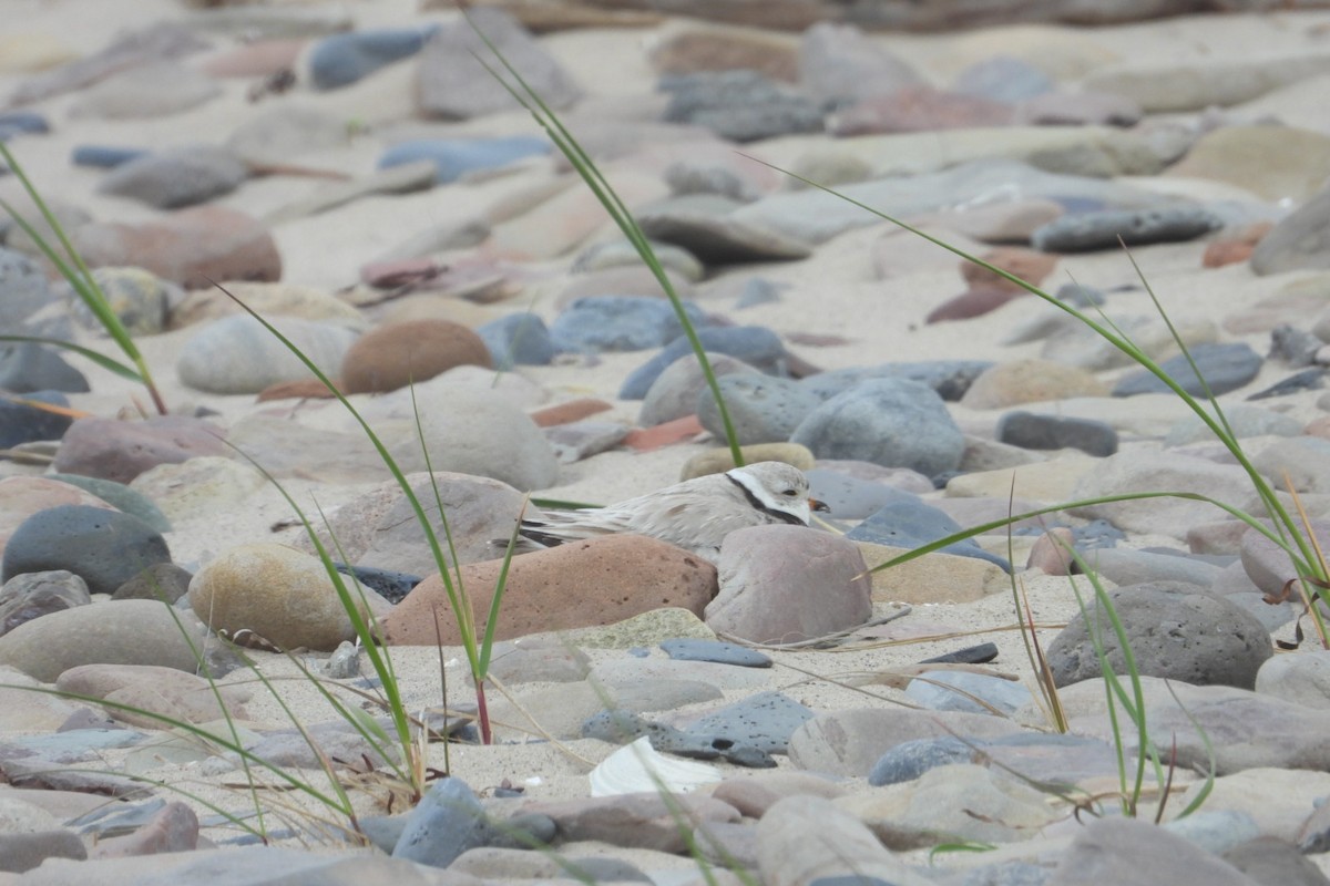 Piping Plover - ML620083216
