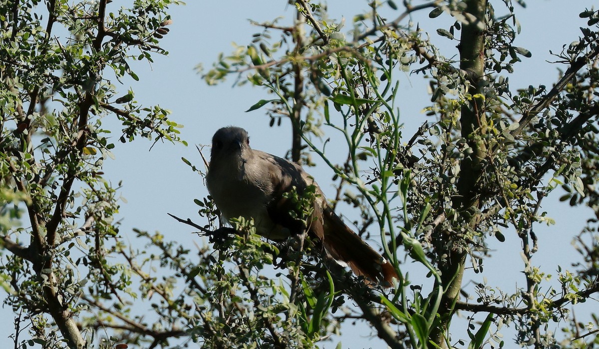 Ash-colored Cuckoo - ML620083223