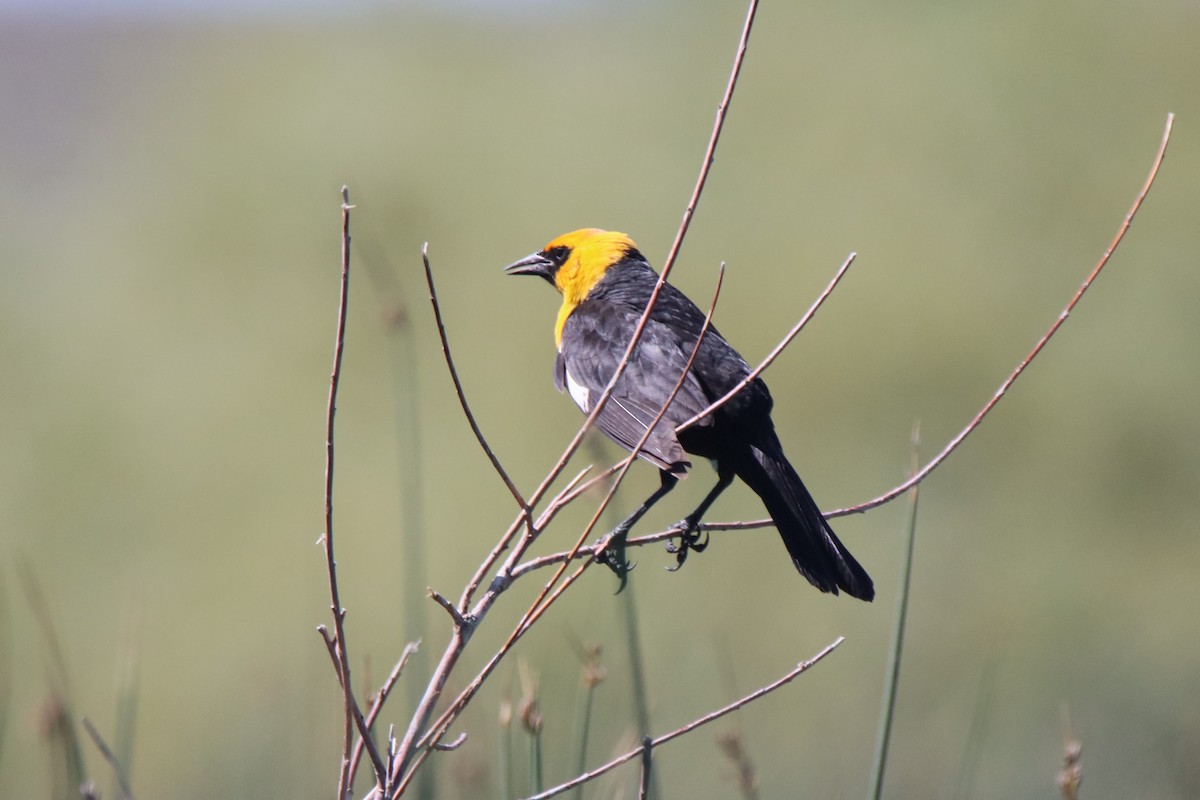 Yellow-headed Blackbird - ML620083237