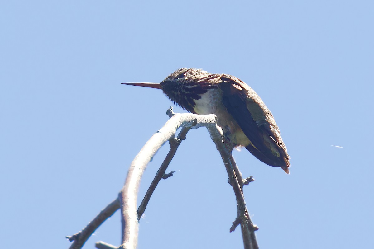 Calliope Hummingbird - ML620083239