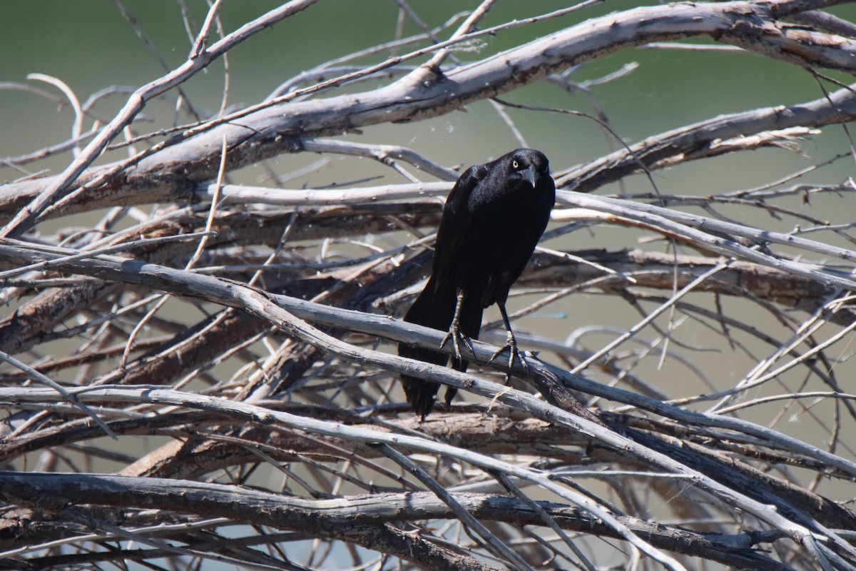 Great-tailed Grackle - ML620083240