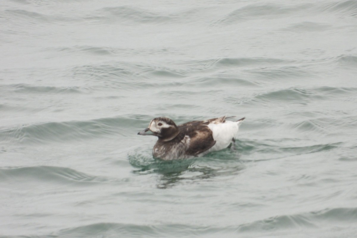 Long-tailed Duck - ML620083241