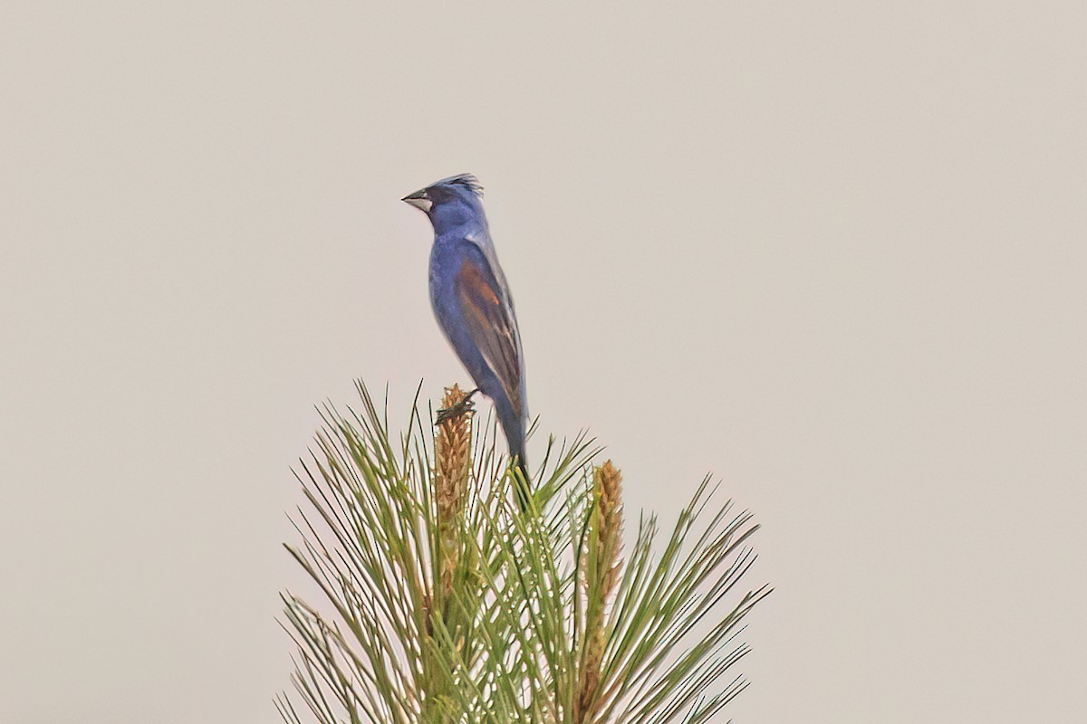 Guiraca bleu - ML620083256