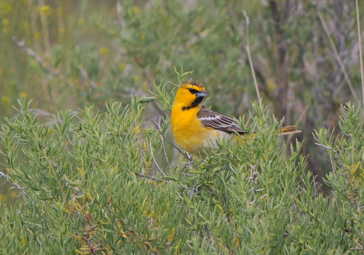 Bullock's Oriole - ML620083265