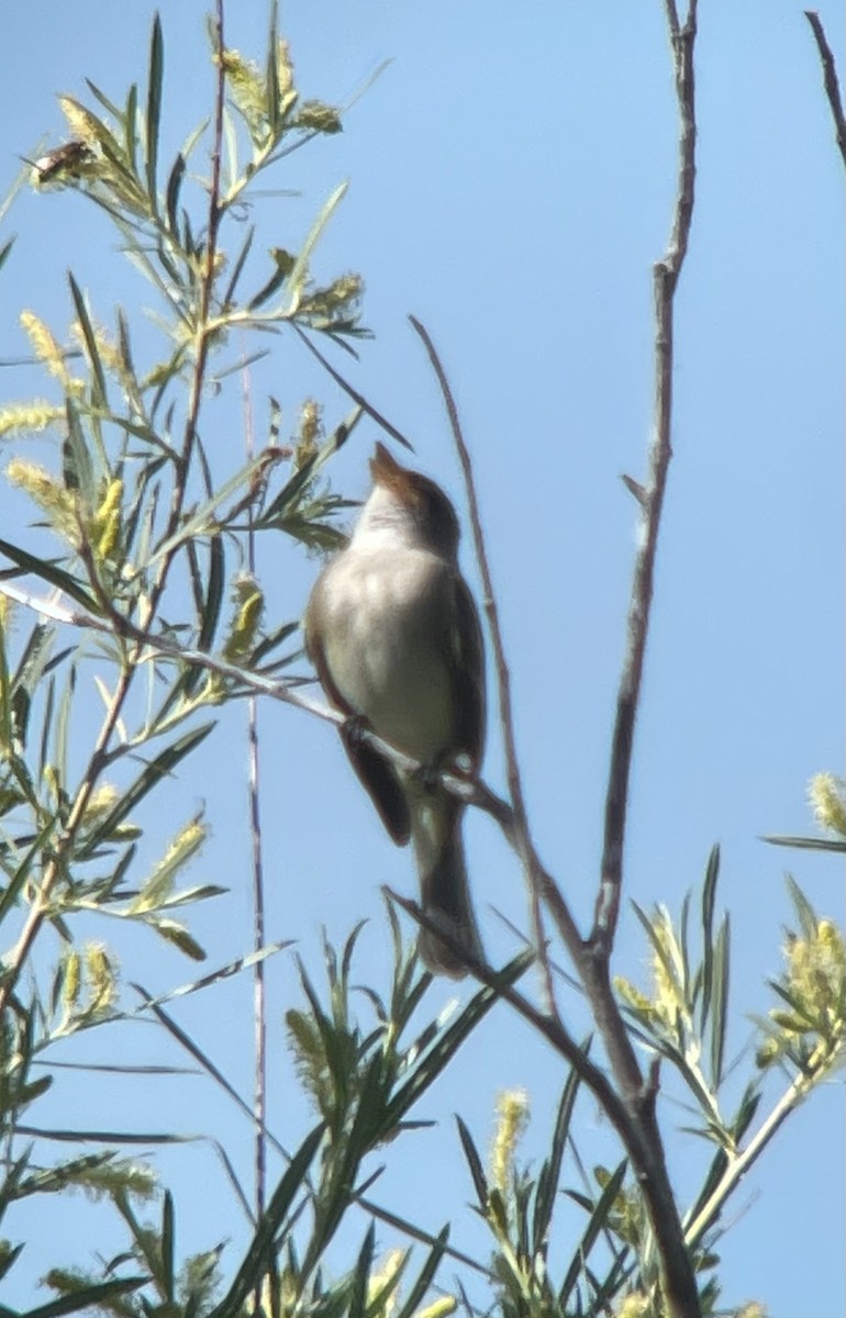 Willow Flycatcher - ML620083268