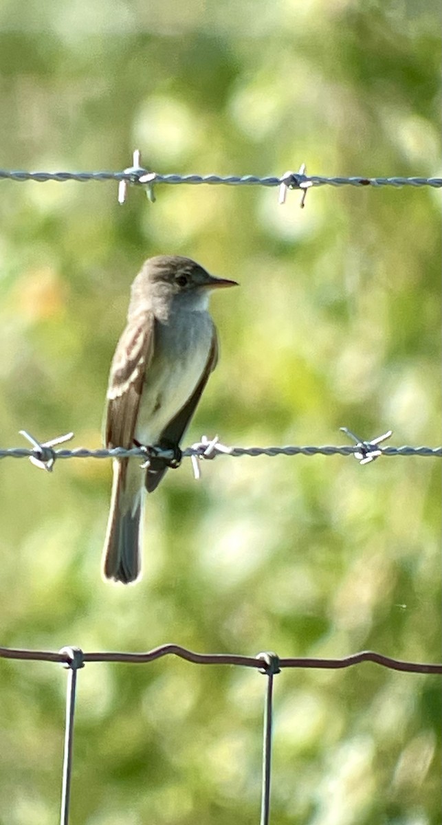 Willow Flycatcher - ML620083269