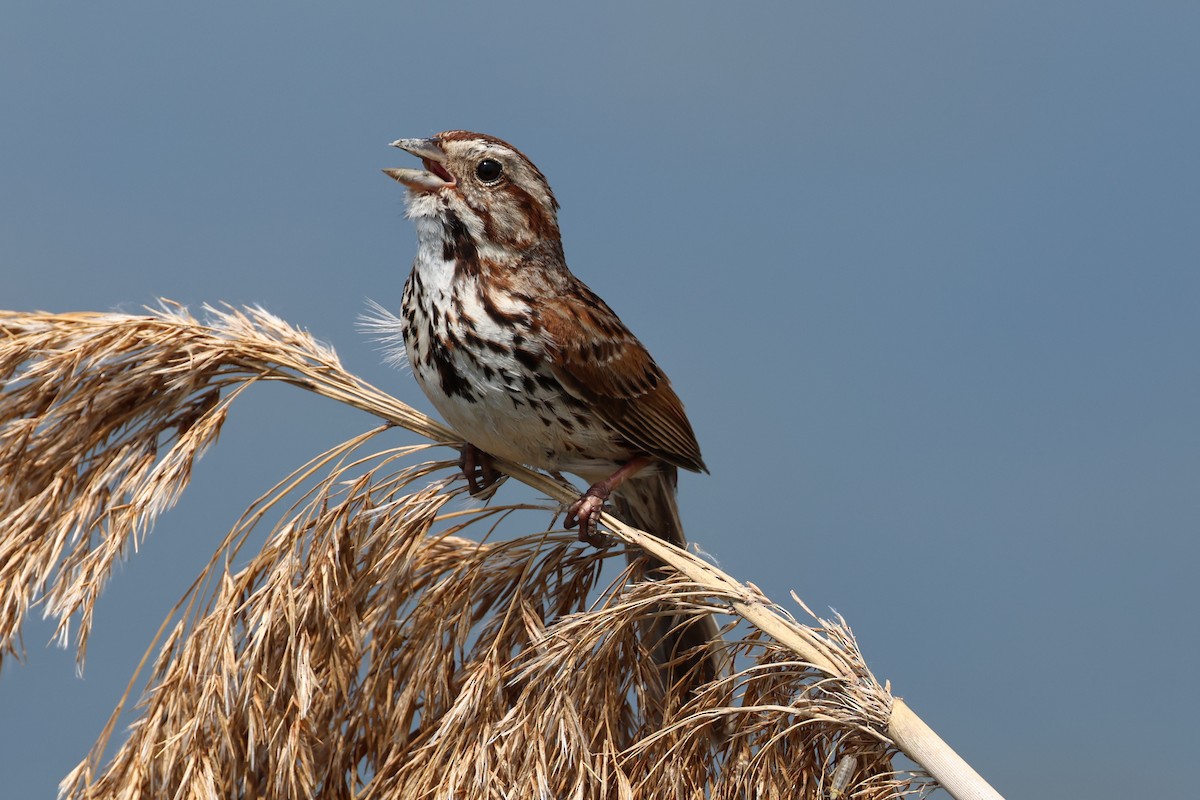 Song Sparrow - ML620083277