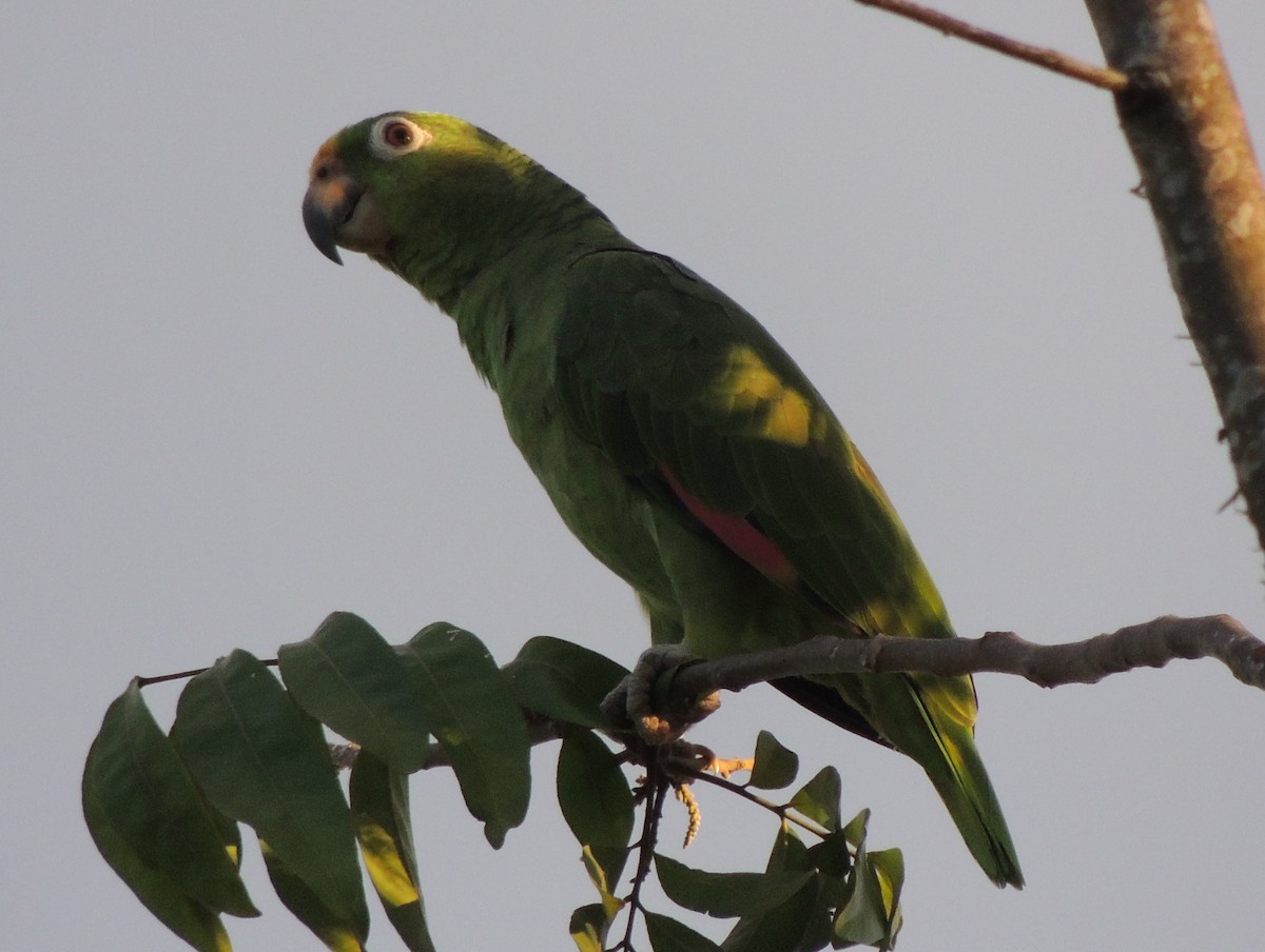 Yellow-crowned Parrot - ML620083284