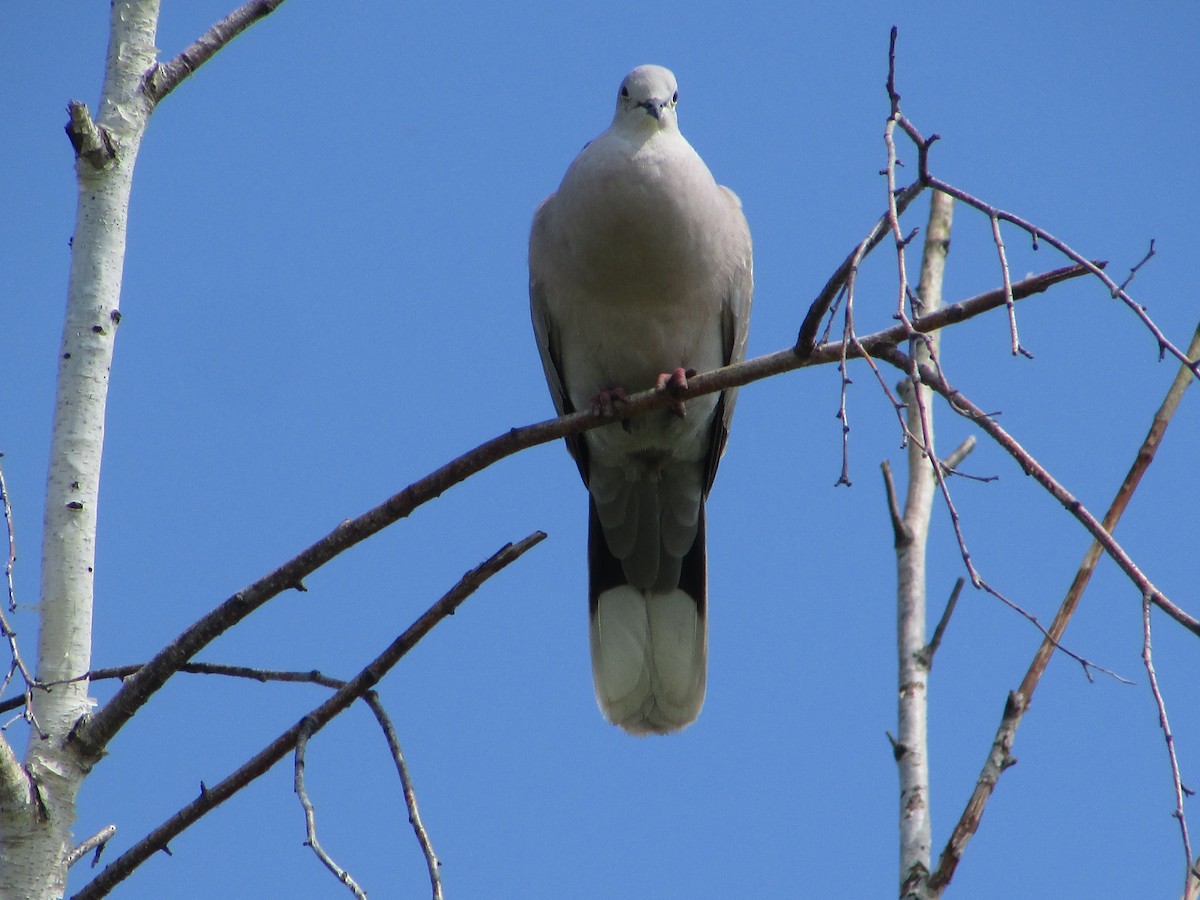 Eurasian Collared-Dove - ML620083290