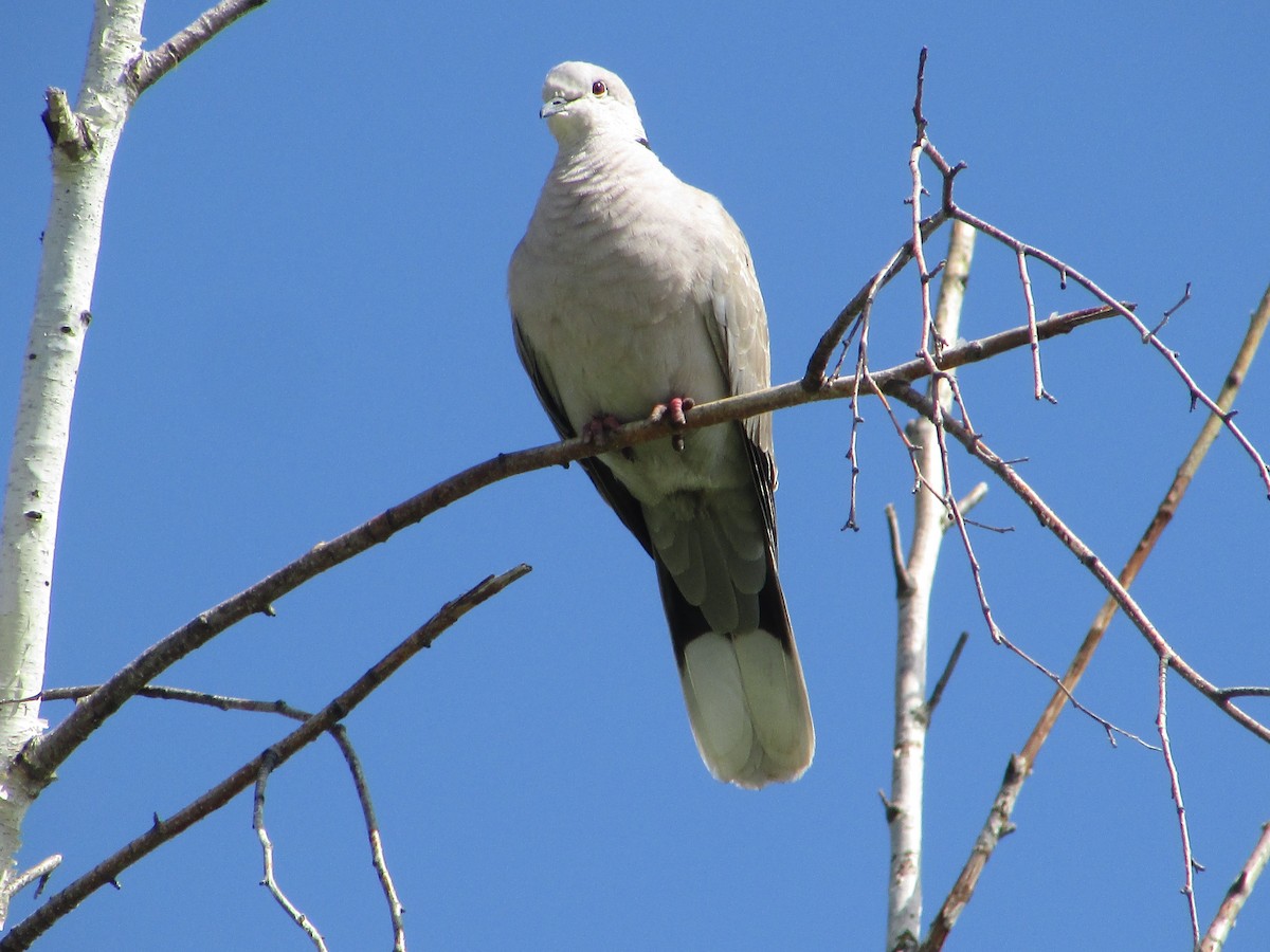 Eurasian Collared-Dove - ML620083291