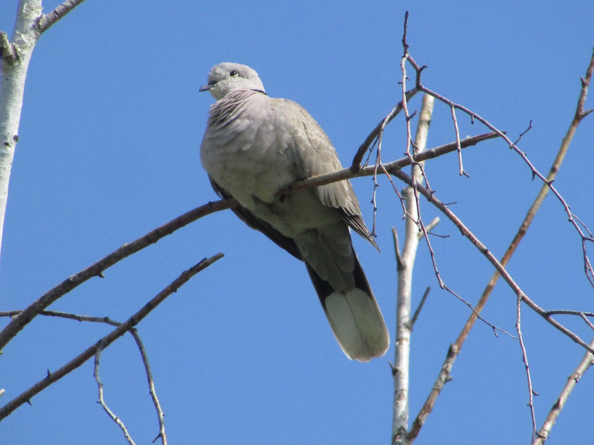 灰斑鳩 - ML620083292