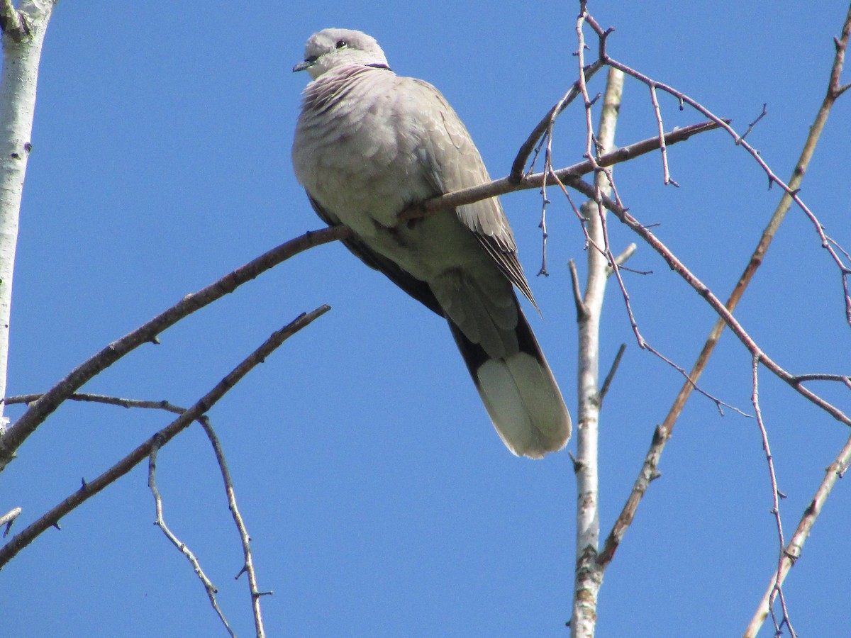 灰斑鳩 - ML620083293