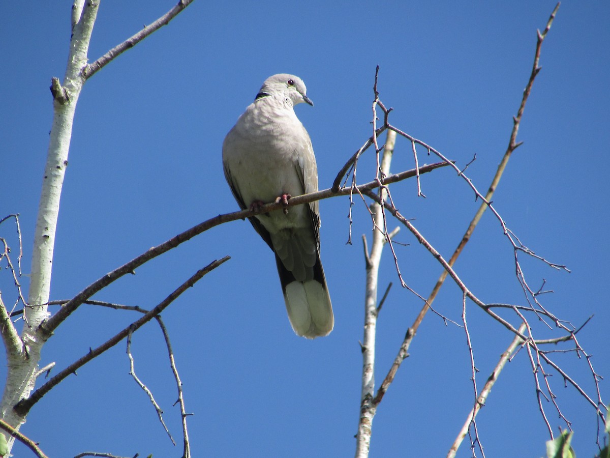 灰斑鳩 - ML620083294