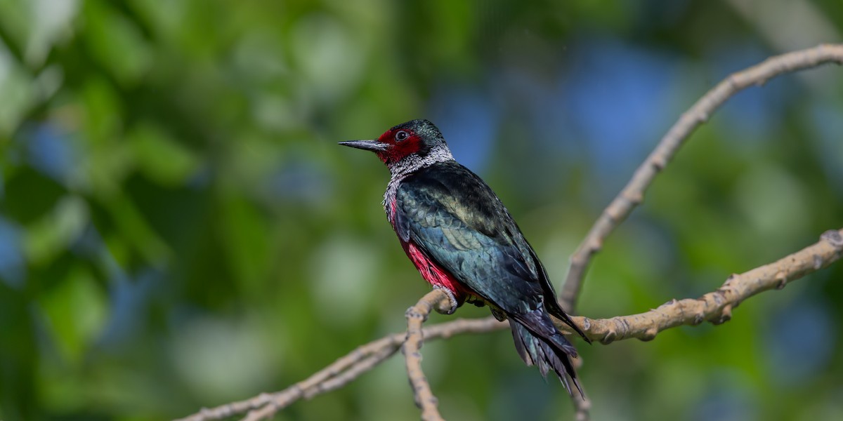 Lewis's Woodpecker - ML620083302