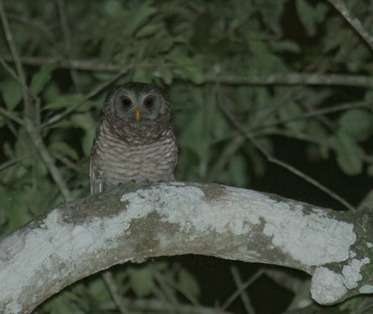 African Wood-Owl - ML620083305
