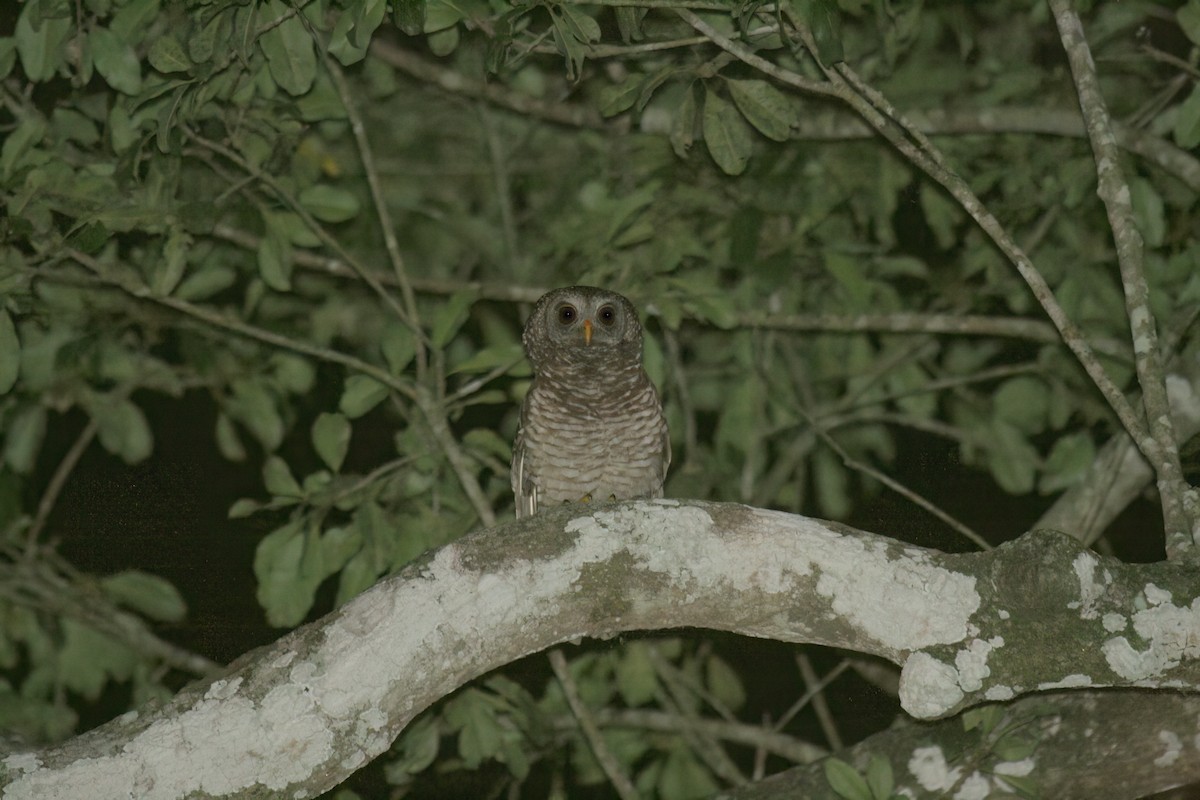 African Wood-Owl - ML620083306