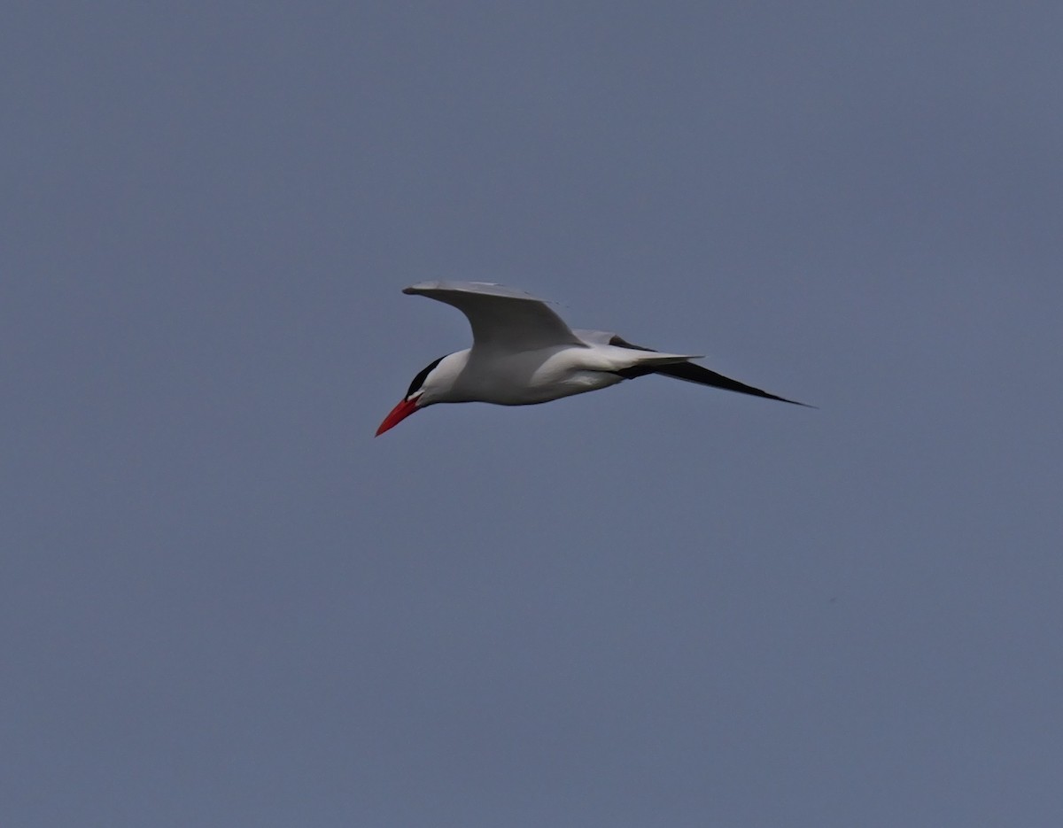 Caspian Tern - ML620083307