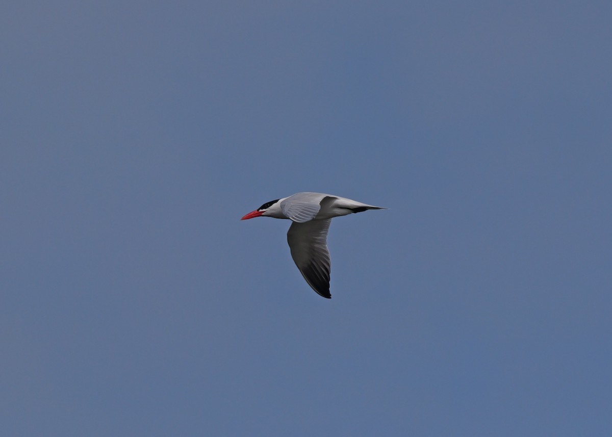 Caspian Tern - ML620083308