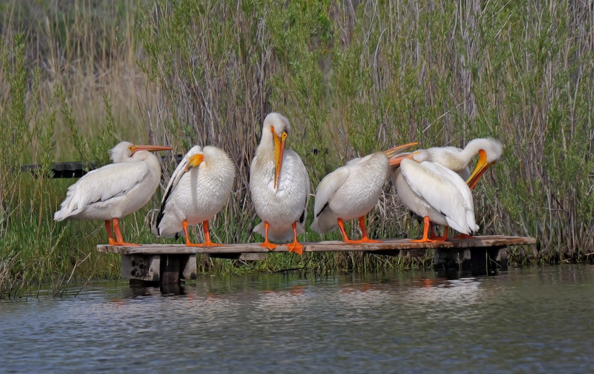 American White Pelican - ML620083319