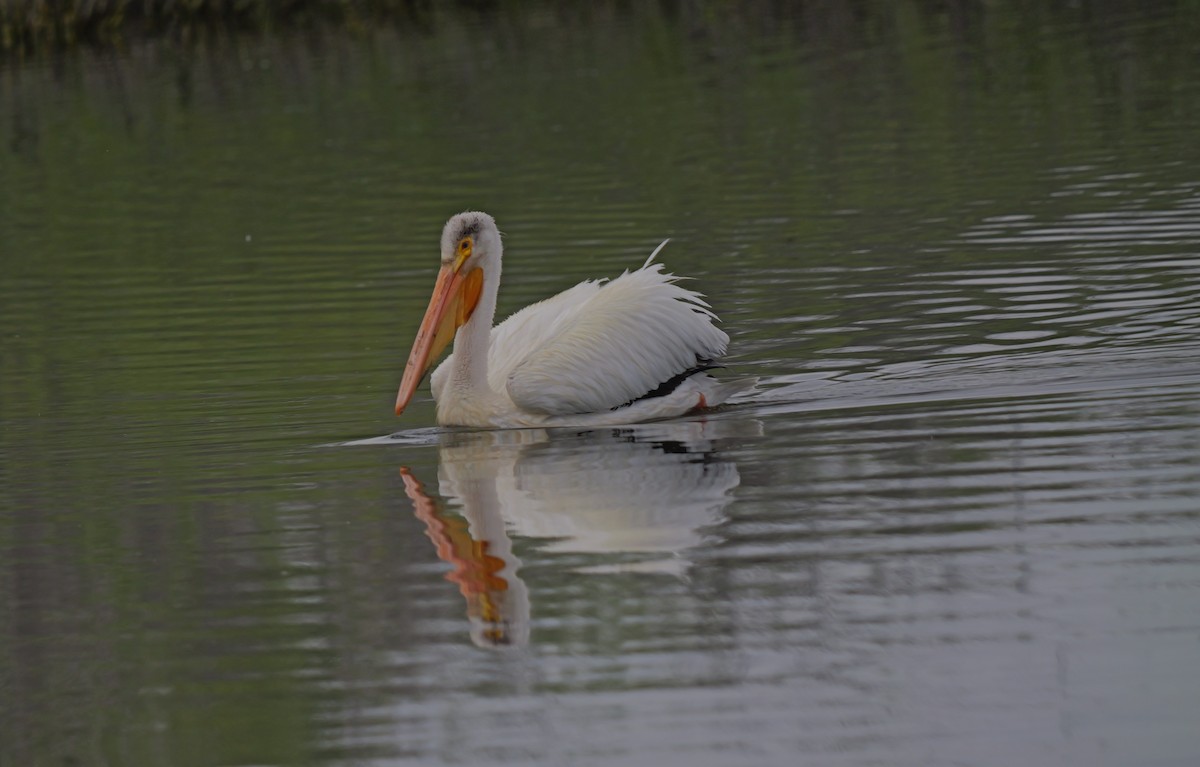 American White Pelican - ML620083320