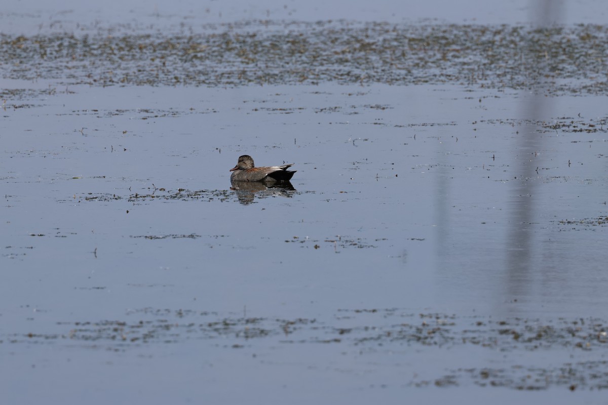 Canard chipeau - ML620083333