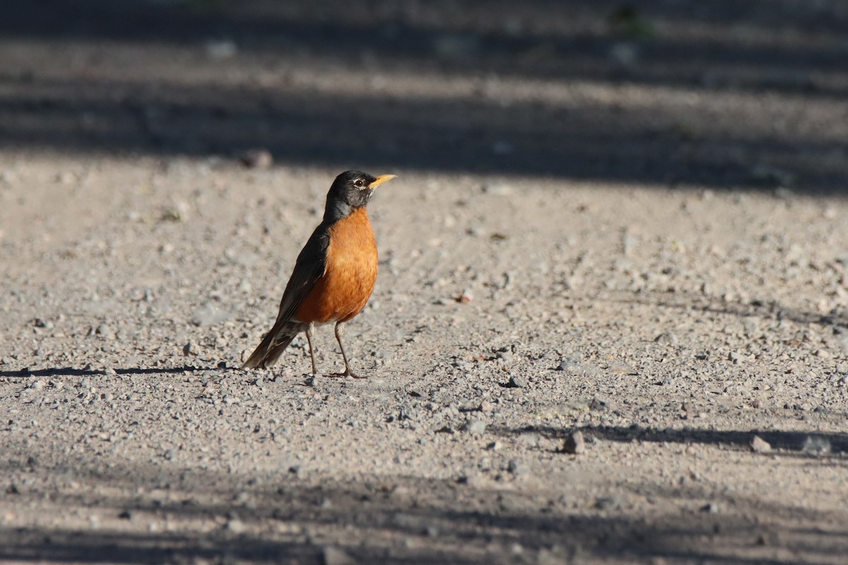 American Robin - ML620083338