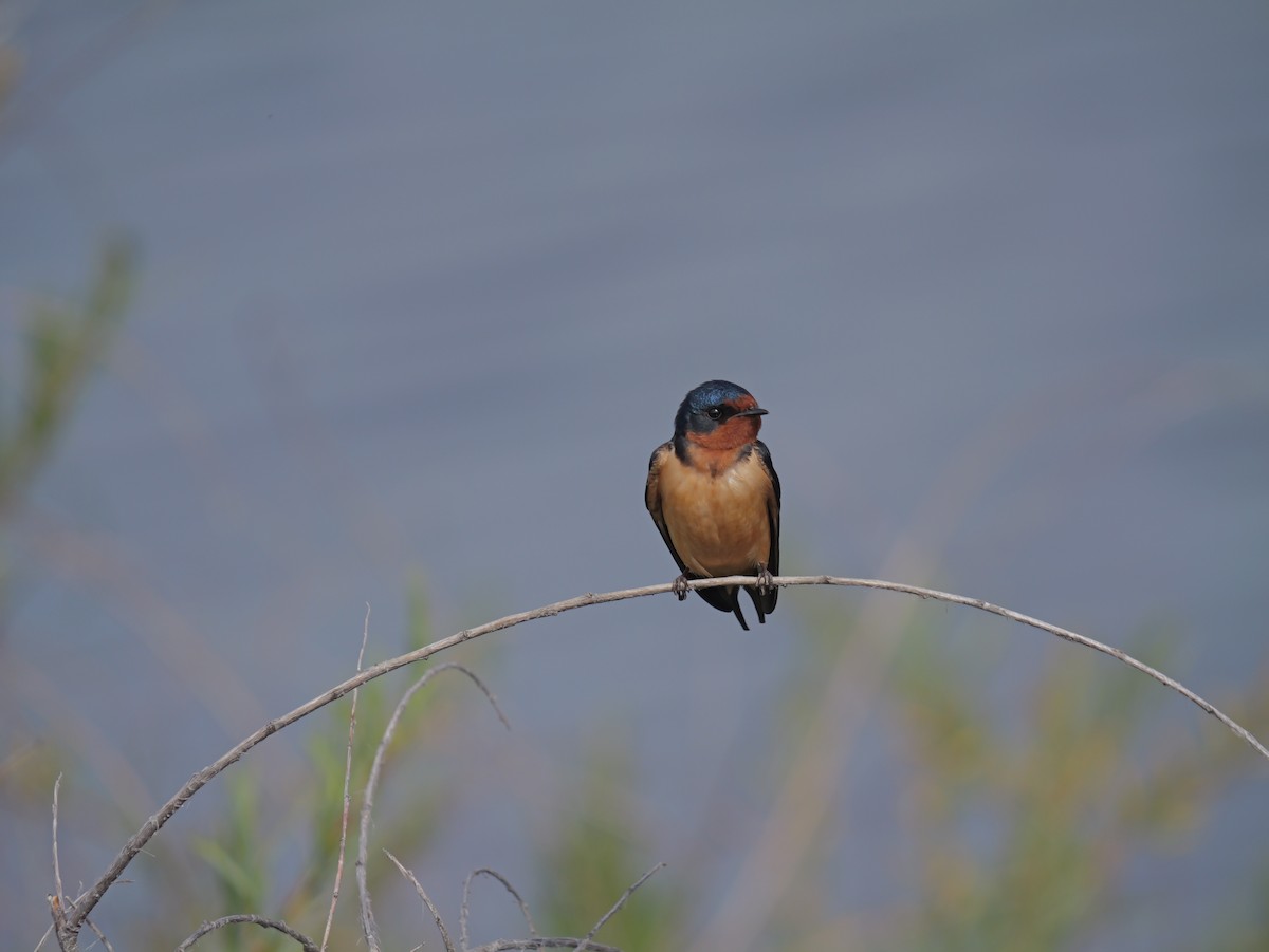 Barn Swallow - ML620083344