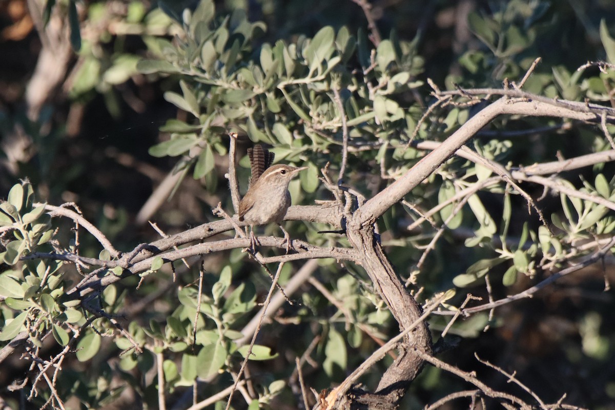 Bewick's Wren - ML620083351