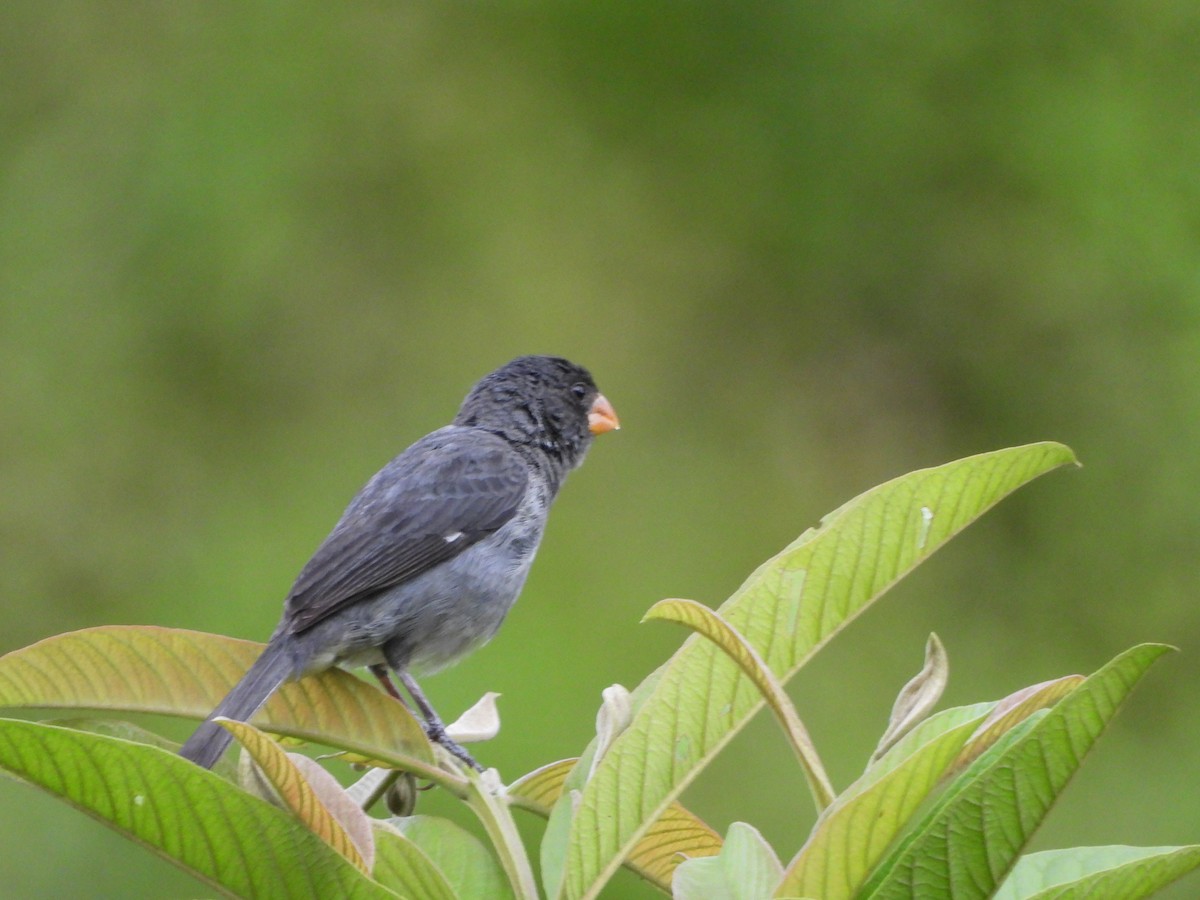 Gray Seedeater - ML620083370