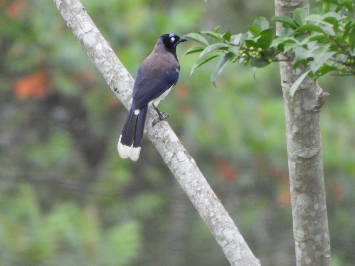 Black-chested Jay - ML620083382