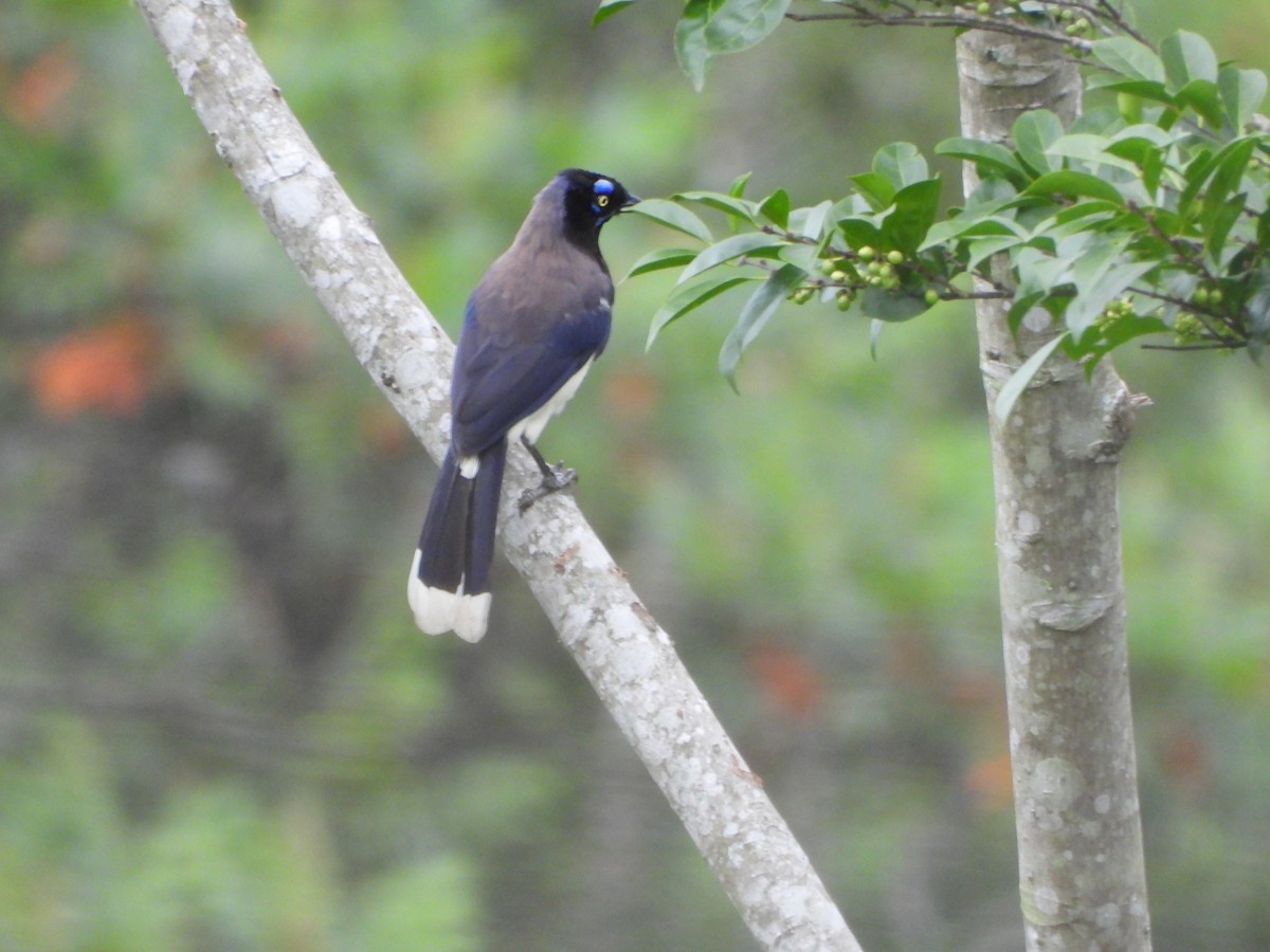 Black-chested Jay - ML620083383
