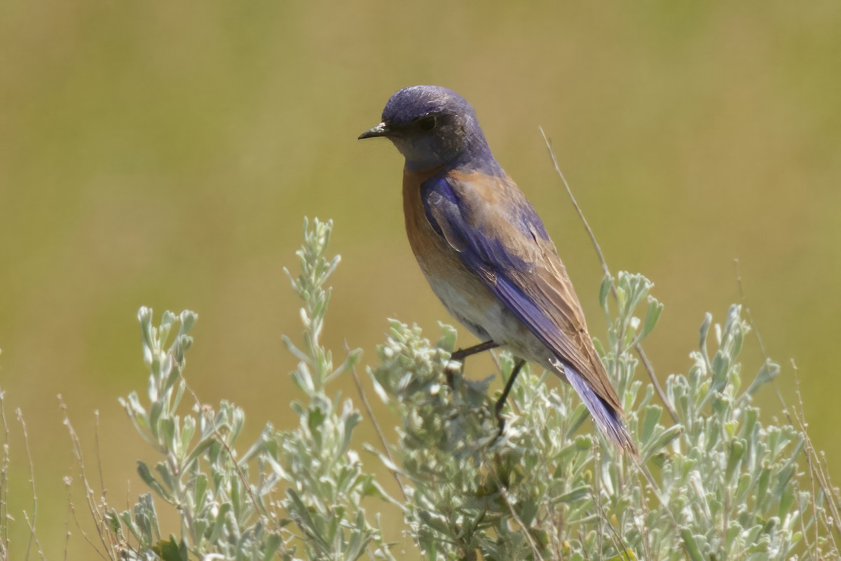 Western Bluebird - ML620083389