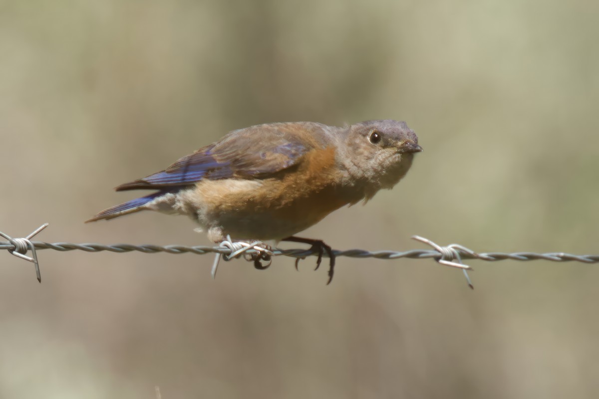 Western Bluebird - ML620083390